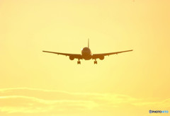 Wings of the morning glow