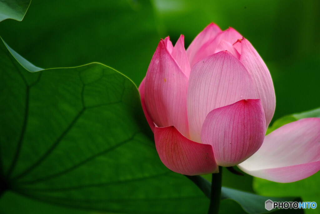 誘惑の華❁蓮