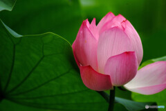 誘惑の華❁蓮