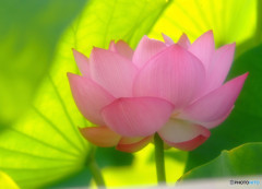 君は僕の太陽・華