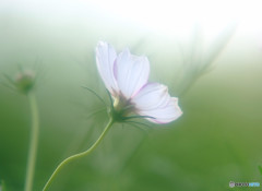 儚くも美しく・華