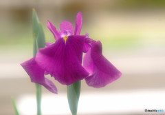 華やかに美しく