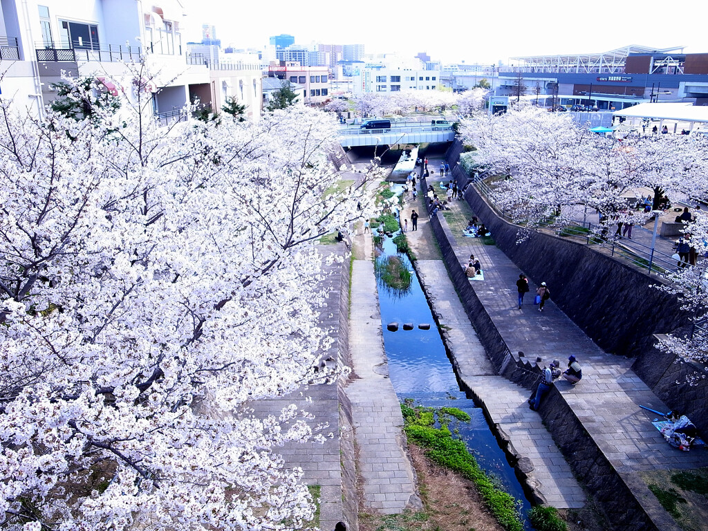 箕面の桜✿癒しの時