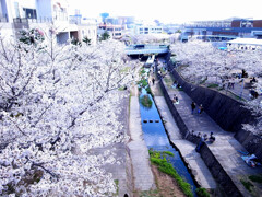 箕面の桜✿癒しの時