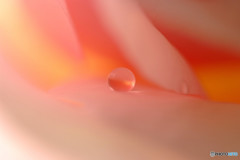 聖母たちのララバイ