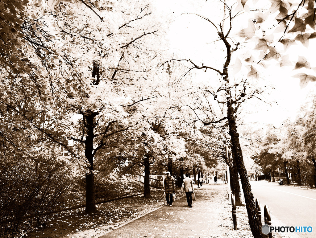 紅葉の下・人生模様