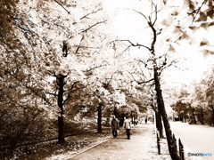 紅葉の下・人生模様