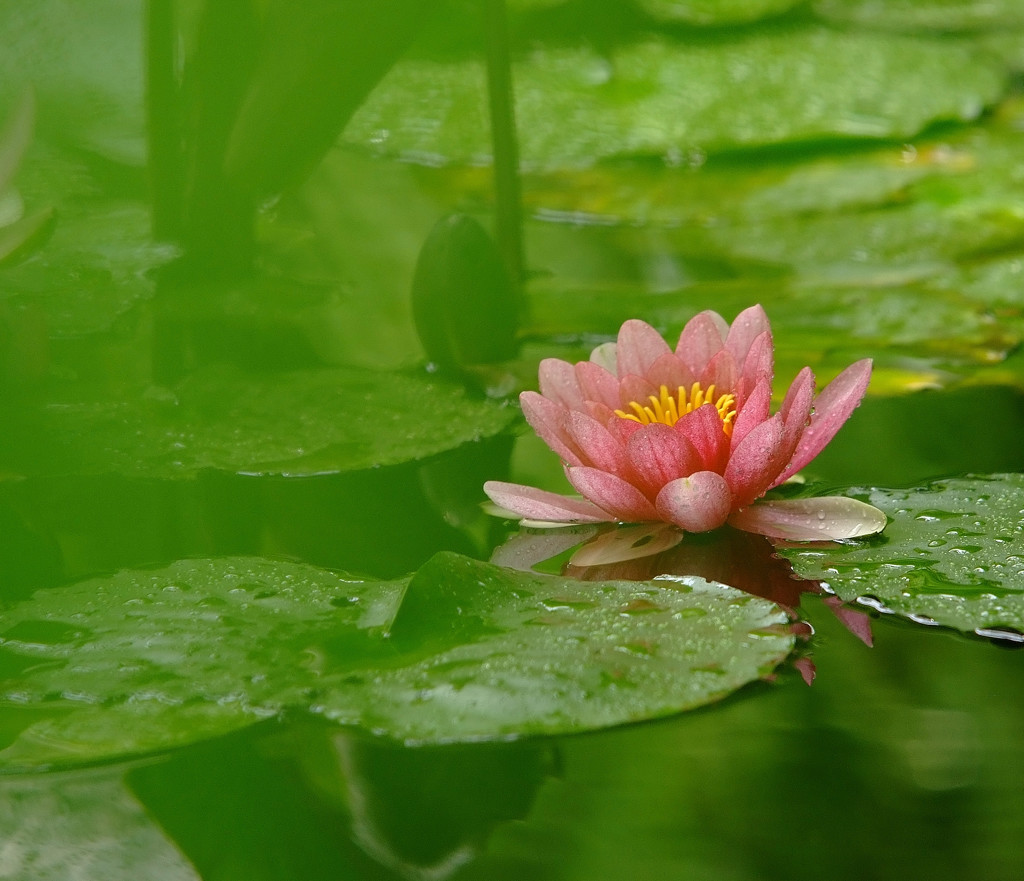 新緑の香り・睡