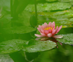 新緑の香り・睡