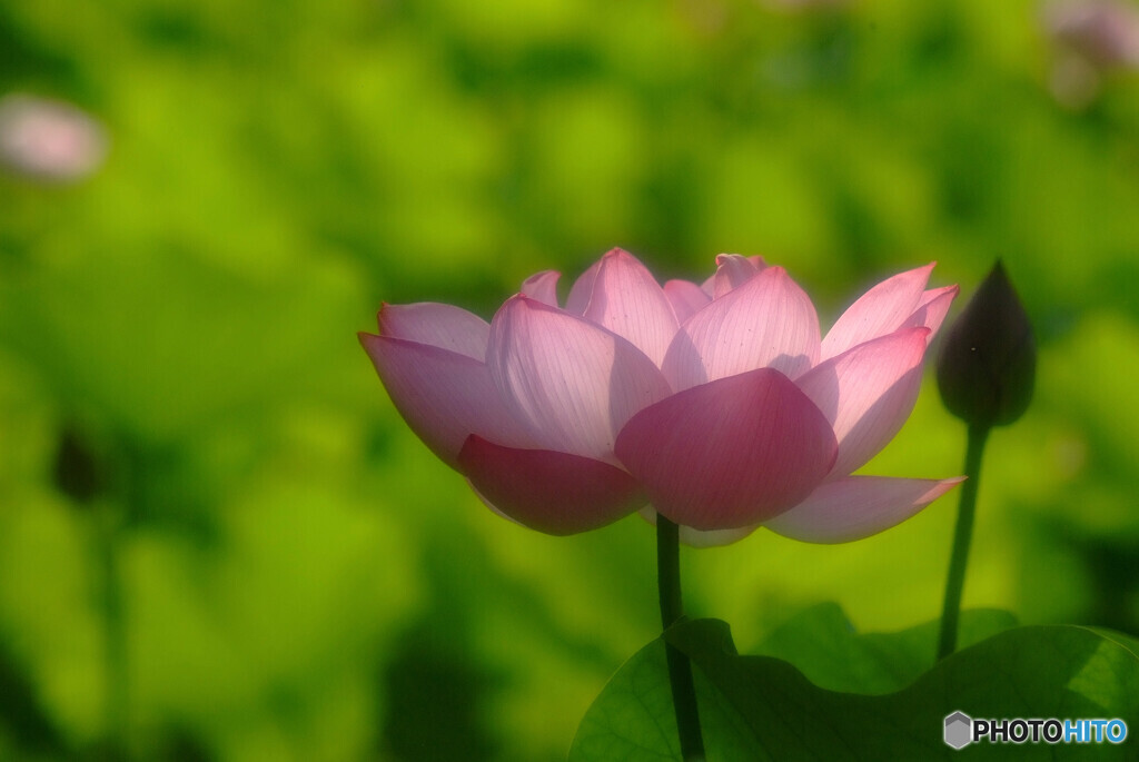 心静かに❁蓮