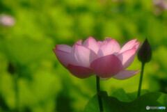 心静かに❁蓮