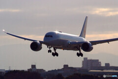 Morning Bird✈JA847J