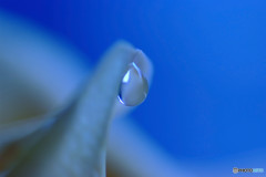 涙のしずく・・