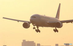 Morning Bird・777