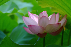 My garden✿時を刻む蓮