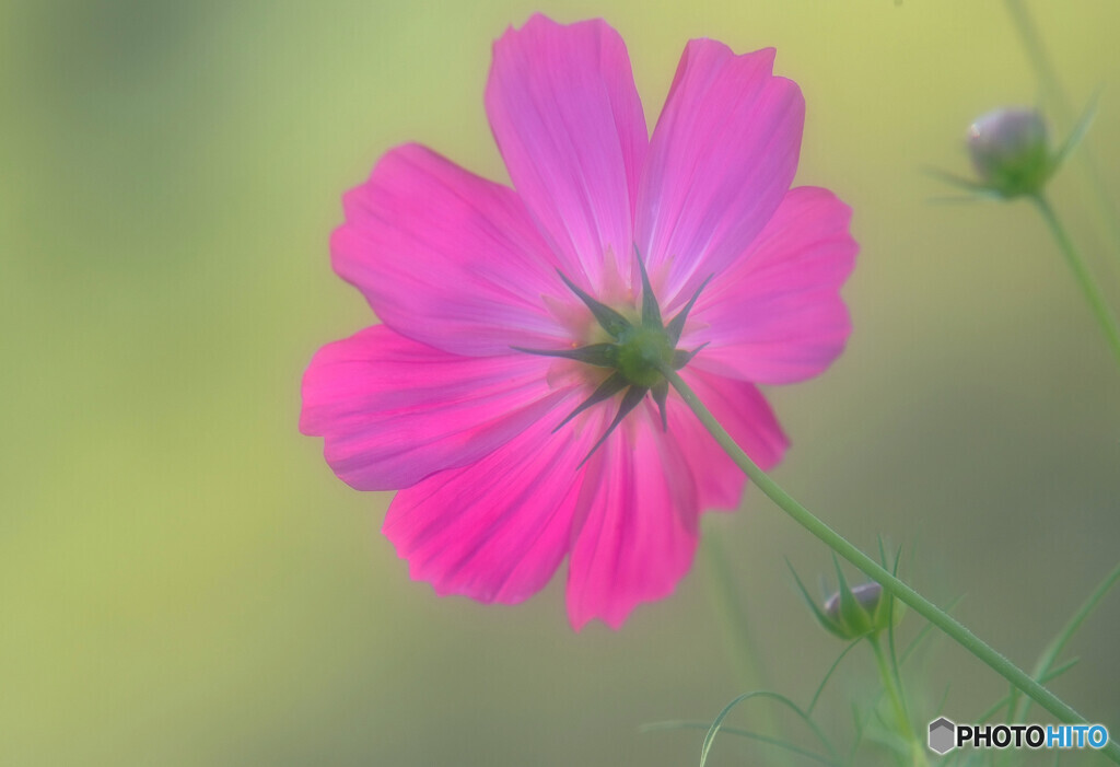 ひとり咲き✾こすもす2021