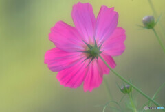 ひとり咲き✾こすもす2021