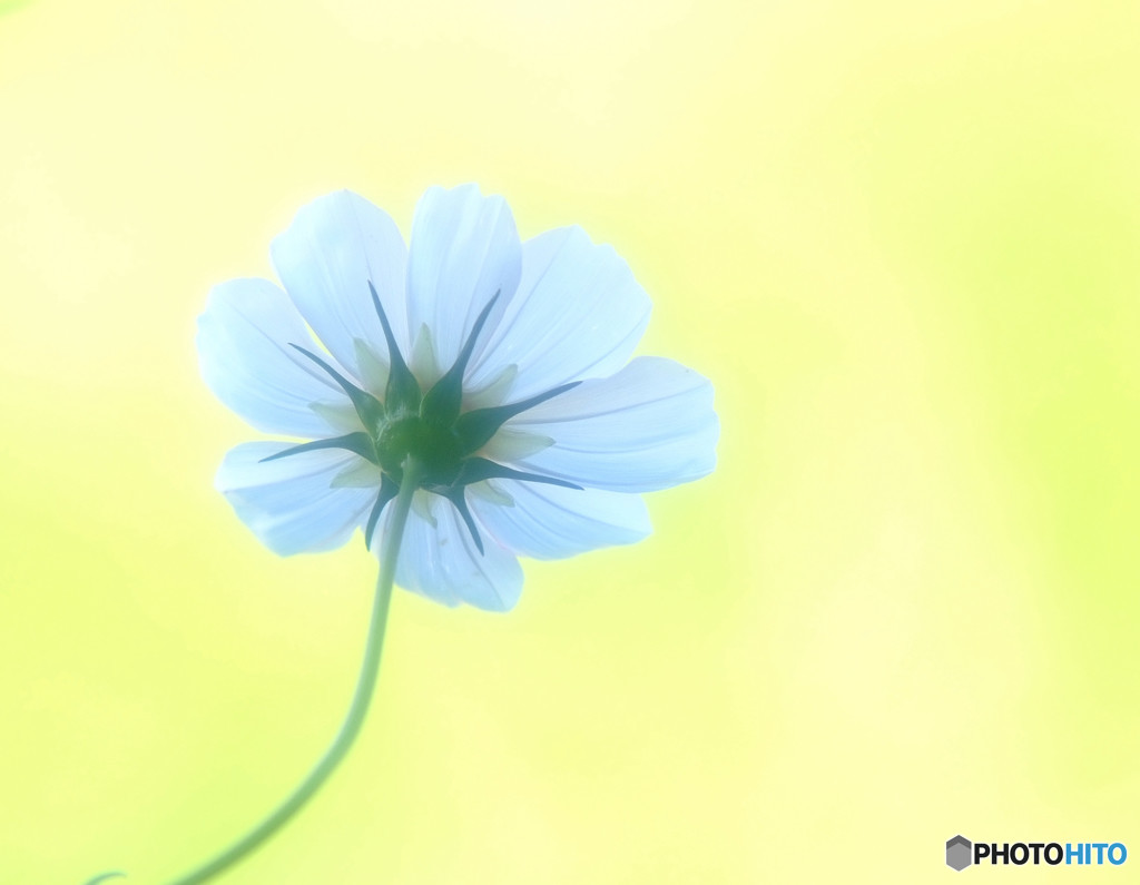 Ｐｒｉｄｅ・秋桜