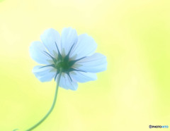 Ｐｒｉｄｅ・秋桜