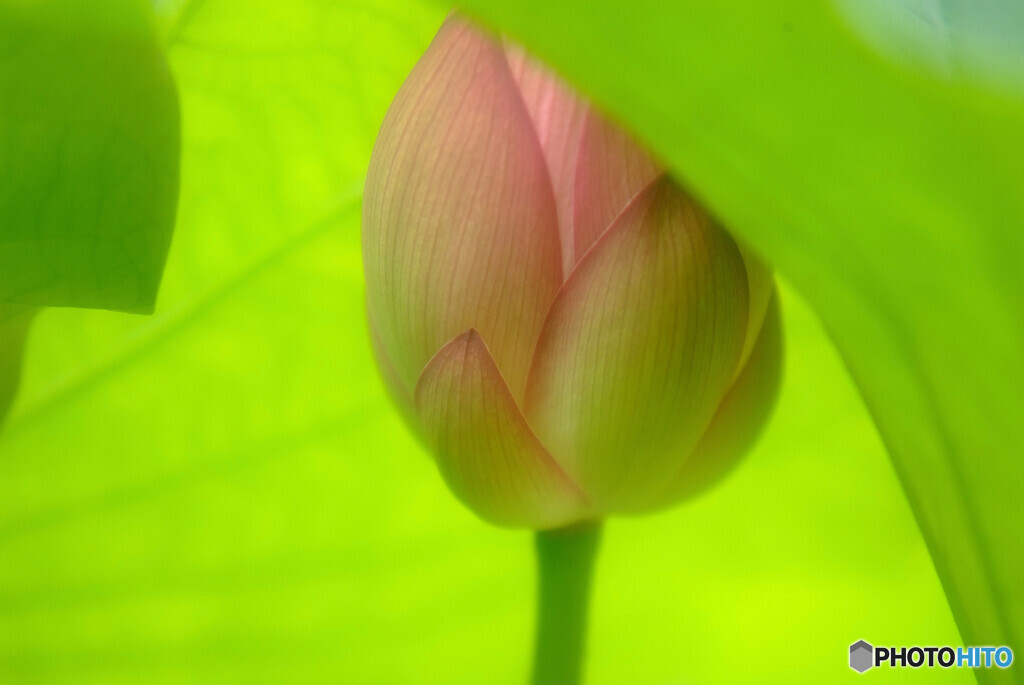 See You Next Year・蓮