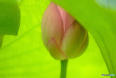 See You Next Year・蓮