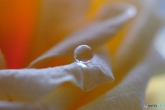 Drop of the Happiness