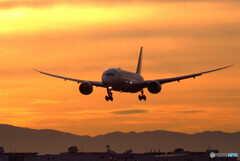 January Lights★Dreamliner 
