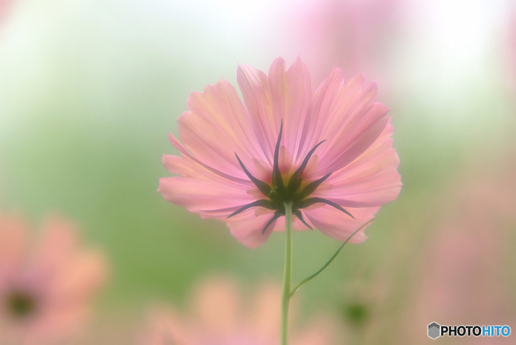 秋のときめき・華