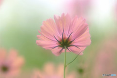 秋のときめき・華