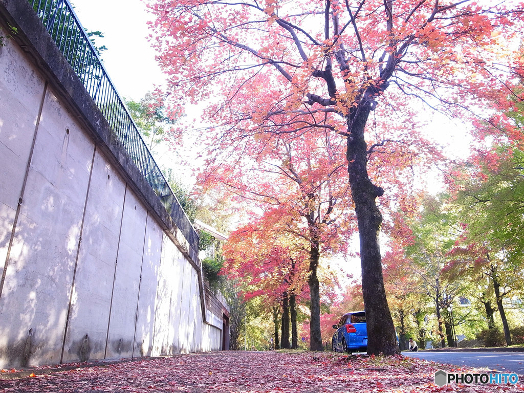 三色彩道の秋