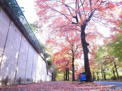 三色彩道の秋