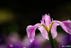 Nice memories✿菖蒲