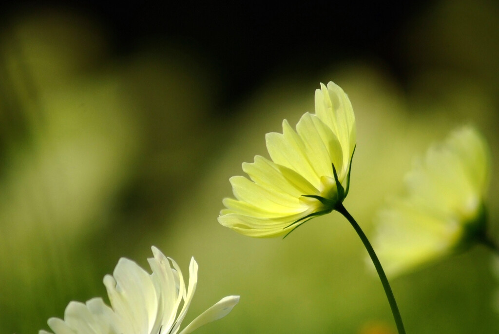 Cosmos theater秋➑ときめきの秋2025