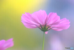 秋のÉtude✾秋桜