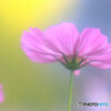 秋のÉtude✾秋桜