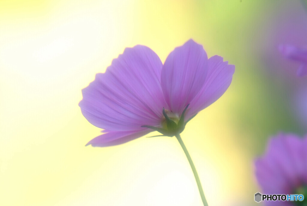 Natural light✿秋桜2021