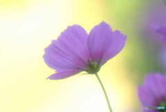 Natural light✿秋桜2021