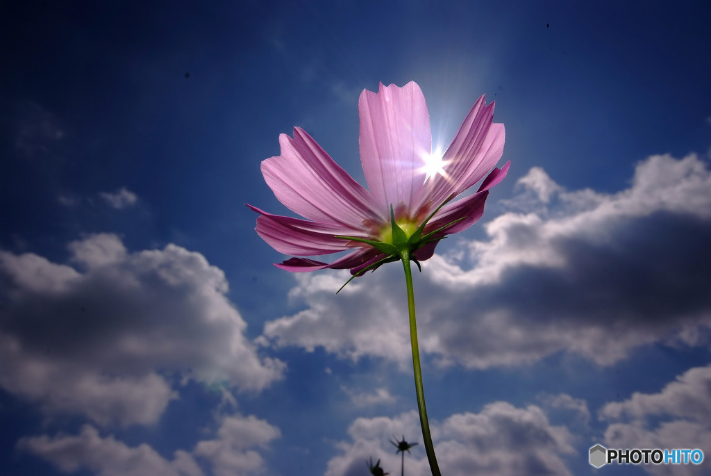 SHINING☆STAR・華