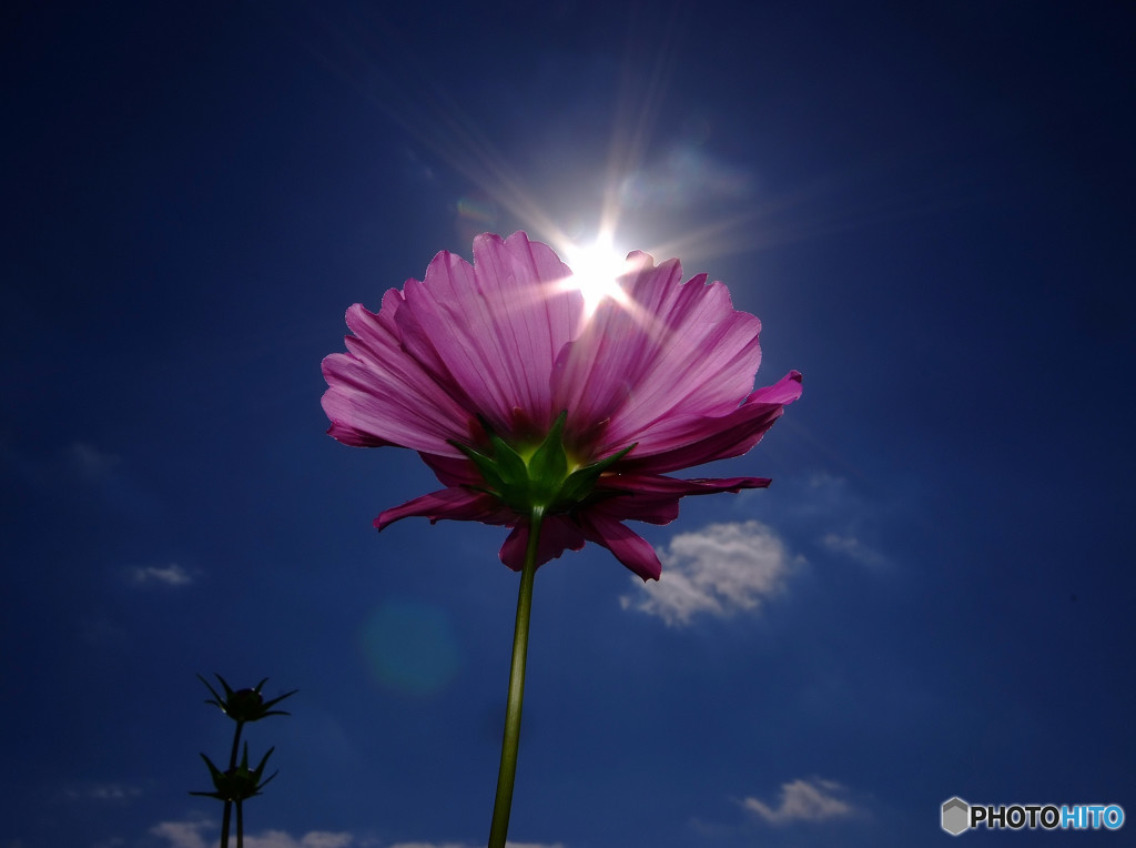 きらめき・秋桜