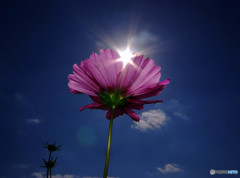 きらめき・秋桜