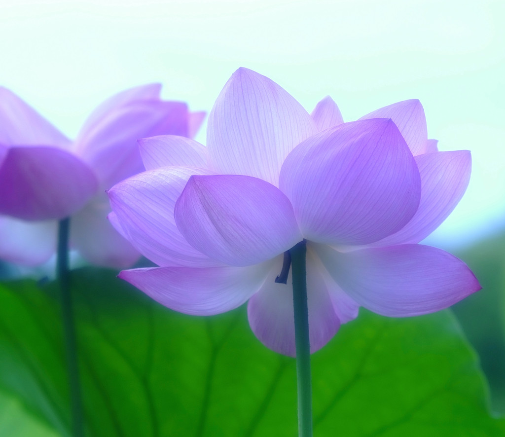 夏の扉・蓮　2014