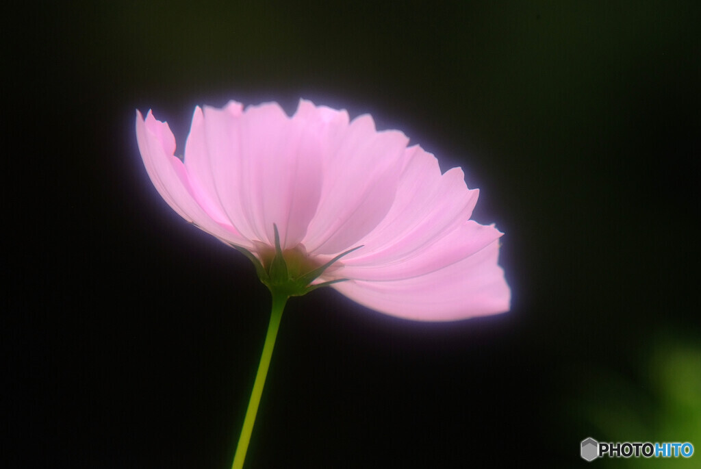 Dream Again✿2020秋