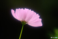 Dream Again✿2020秋