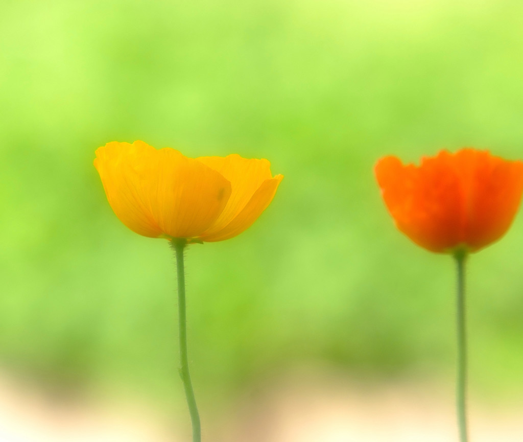 儚き夢・華（Ⅳ）