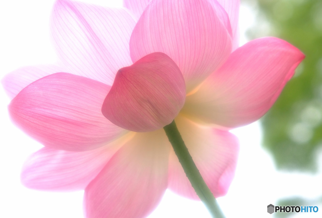 雨に願いを・蓮
