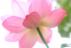 雨に願いを・蓮