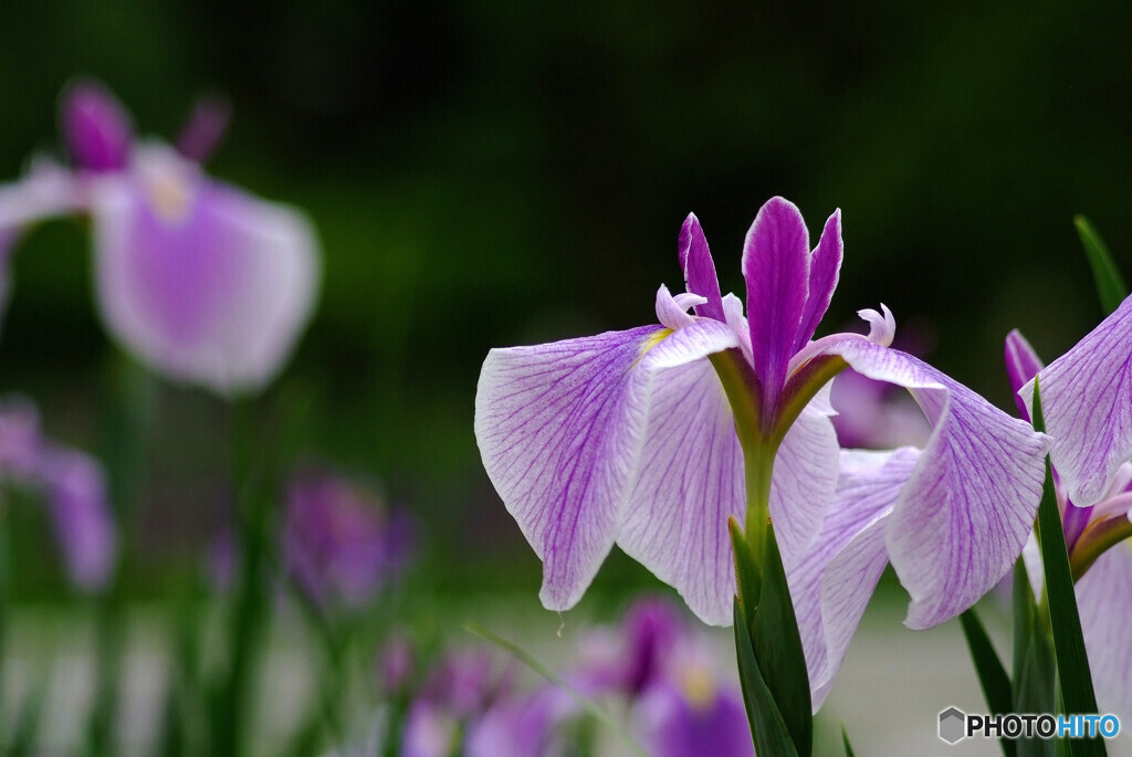 Japanese Beauty✿和心