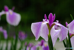 Japanese Beauty✿和心