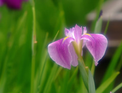 しずか・華