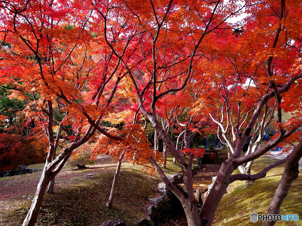 紅葉の宴✿霜月の朝